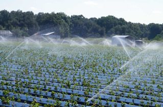 Borehole running strawberry irrigation system