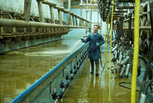 Agricultural Borehole washing down the milking parlour